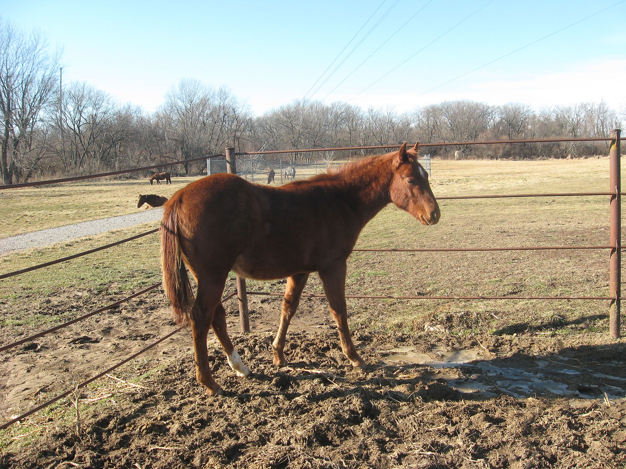 Cutting, Cow Horse, or Performance Prospect Deluxe Cutting Horse Central