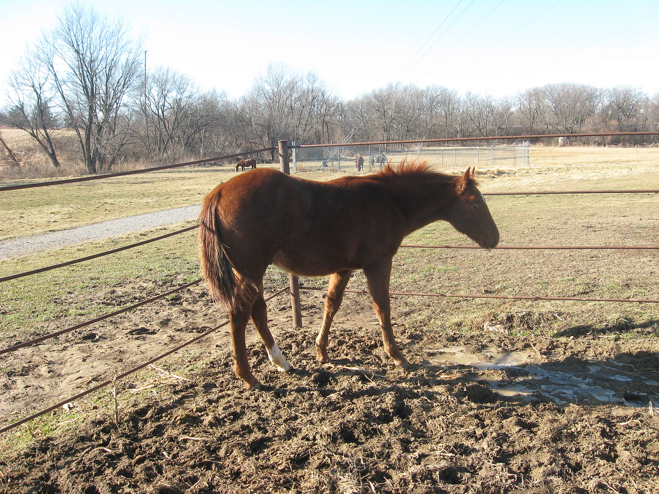 Cutting, Cow Horse, or Performance Prospect Deluxe Cutting Horse Central