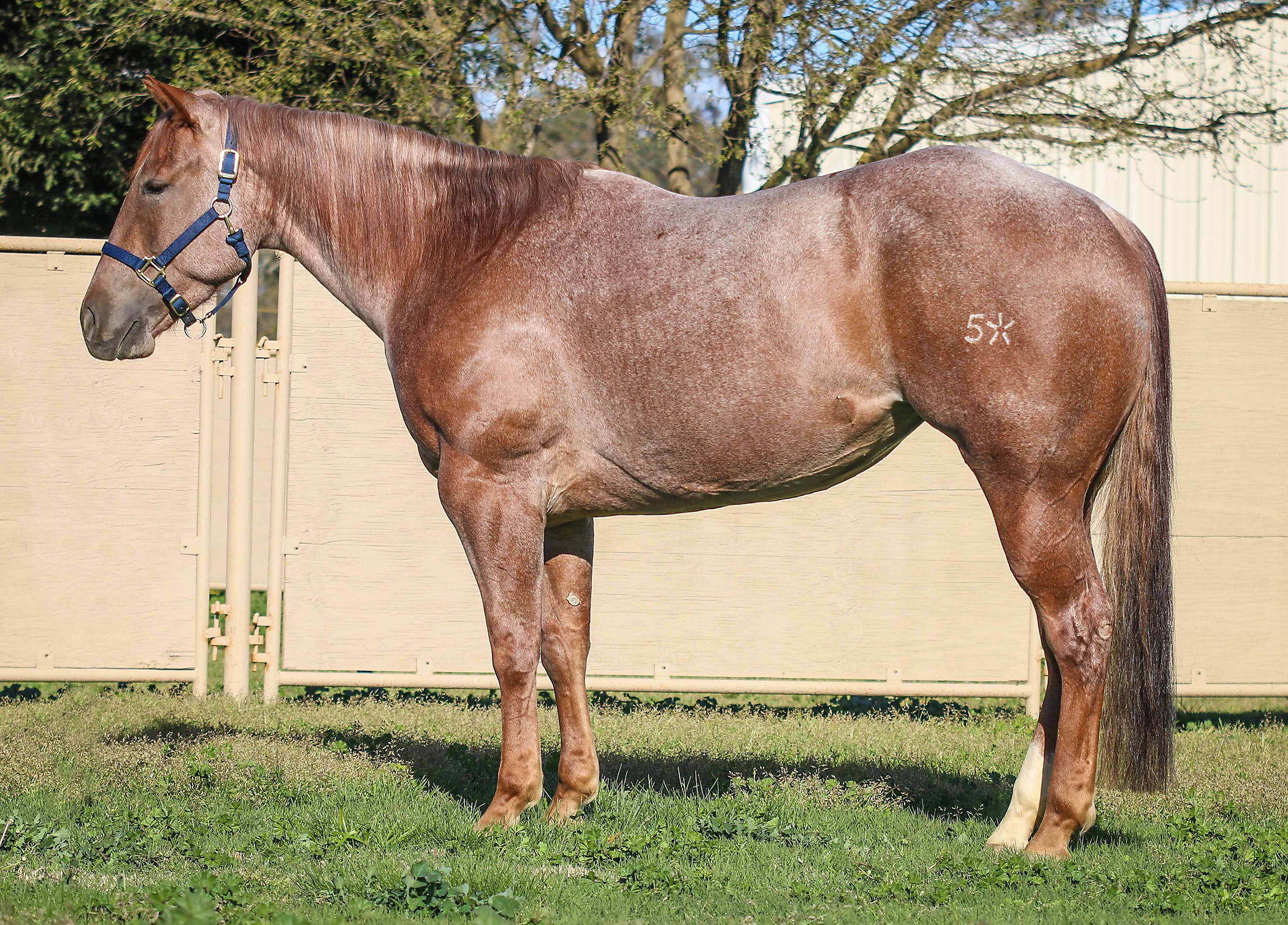 PRICE REDUCED Red Roan Mare by OIABB : Cutting Horse Central