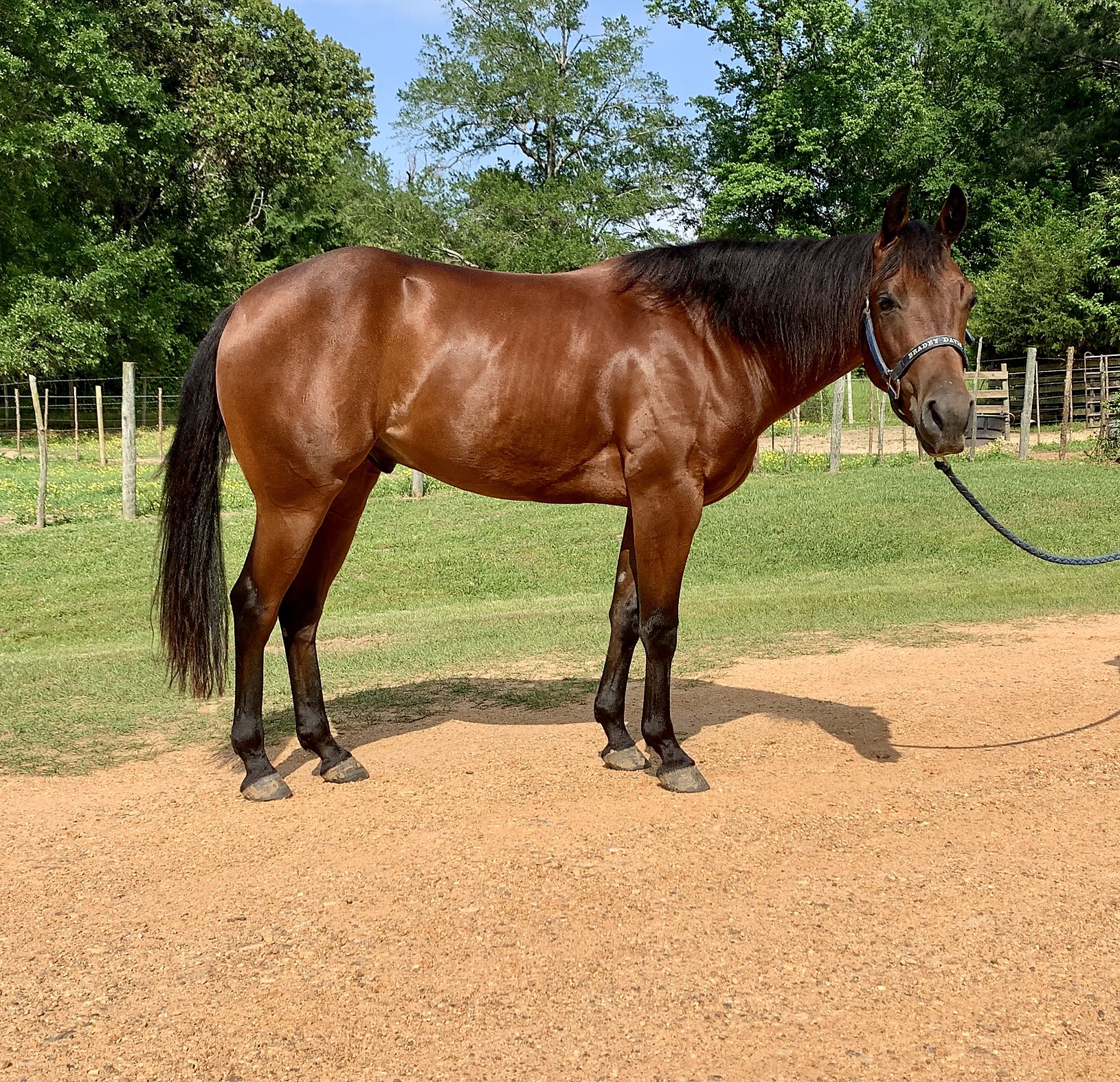 Scattercat SOLID 3 year old Cutting Horse Central