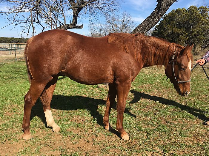 Smooth Talkin Sal Great Prospect started 2yo gelding Cutting Horse Central