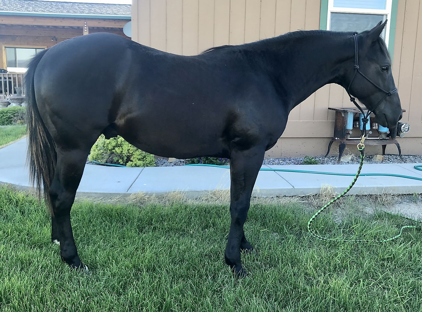 2019 Black stud colt by Hashtags. Cutting Horse Central