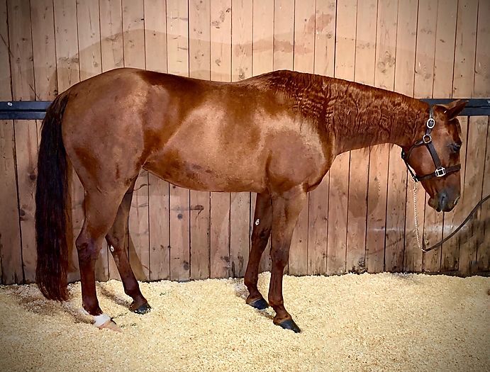 Dual Rey broodmare in foal to Stevie Rey Von : Cutting Horse Central