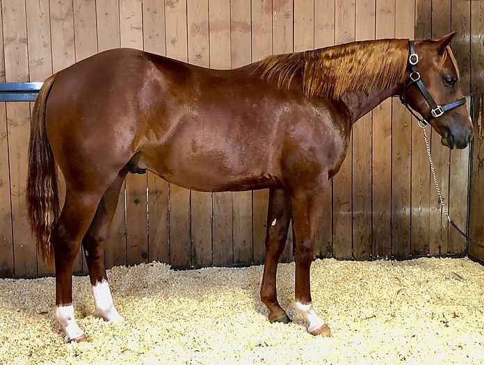 2019 Hottish Colt Cutting Horse Central