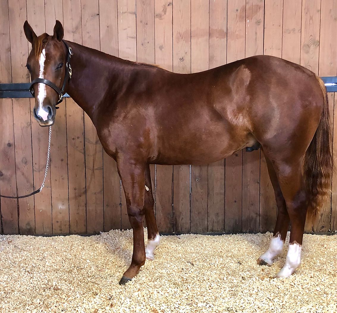 2019 Hottish Colt Cutting Horse Central