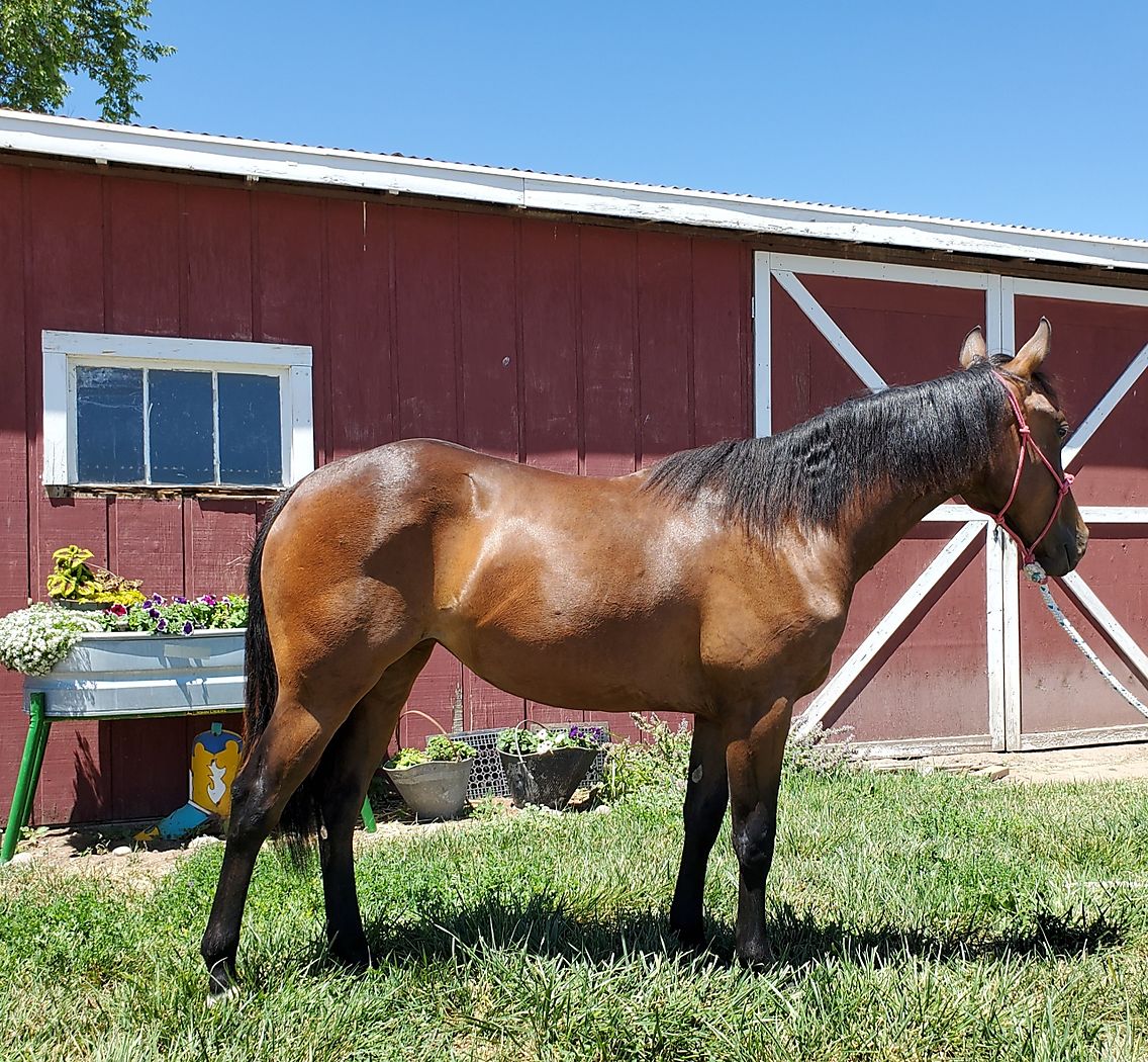 Hashtags Filly Out of Dual Rey Daughter Cutting Horse Central