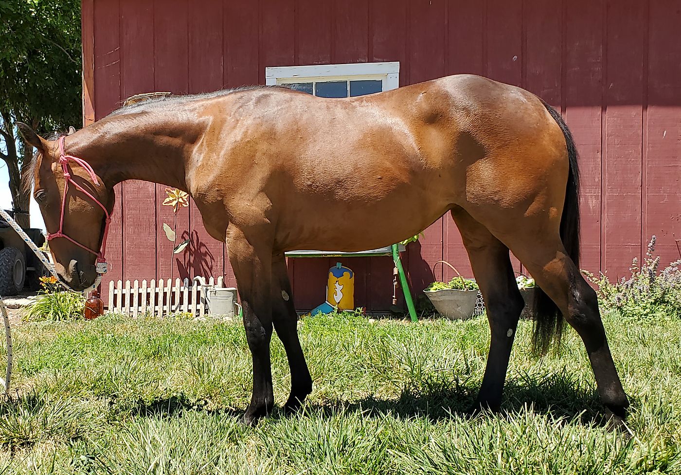 Hashtags Filly Out of Dual Rey Daughter Cutting Horse Central