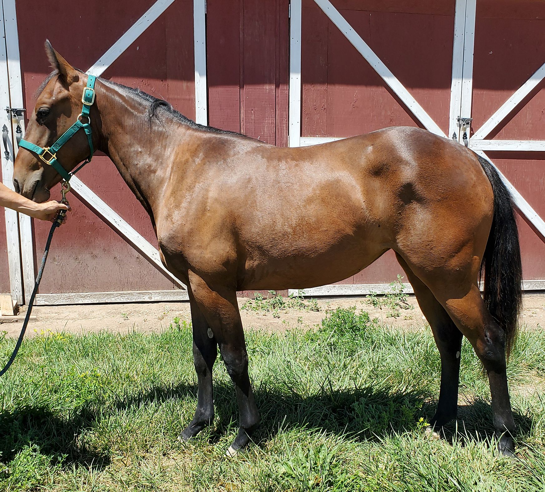 Hashtags Filly Out of Dual Rey Daughter Cutting Horse Central
