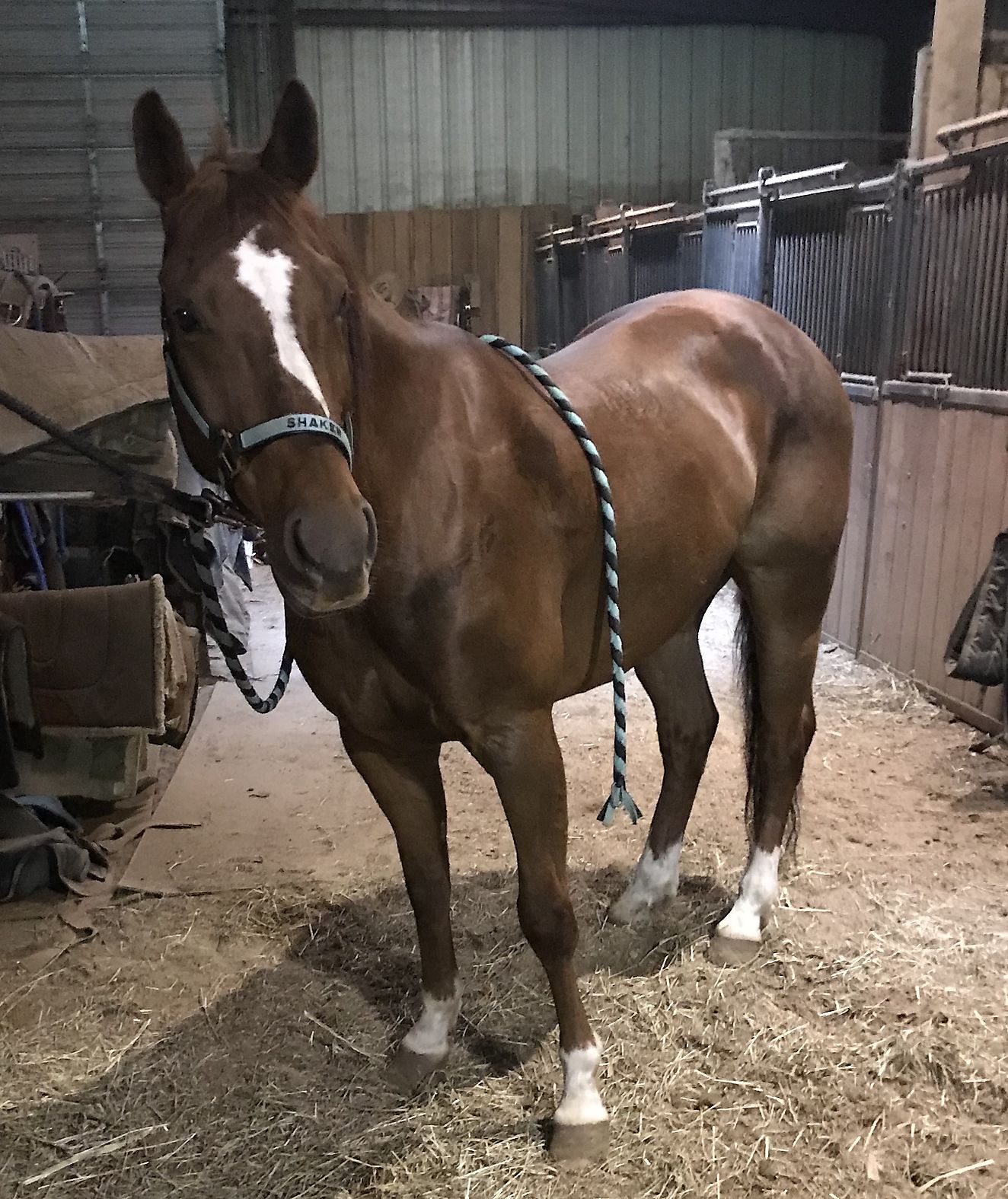 Slyghtly Shaken gelding with NCHA earnings and awards : Cutting Horse ...