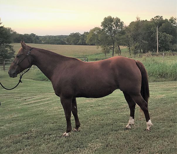 8 yr old Metallic Cat broodmare, in foal to Rollz Royce Cutting Horse