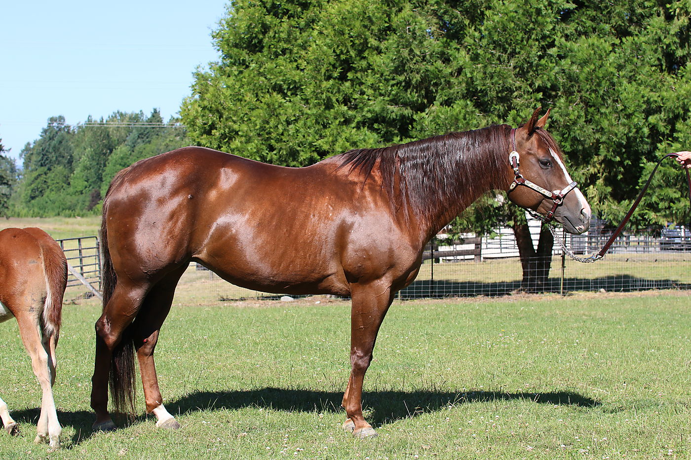 Brood Mare Reduced Cutting Horse Central