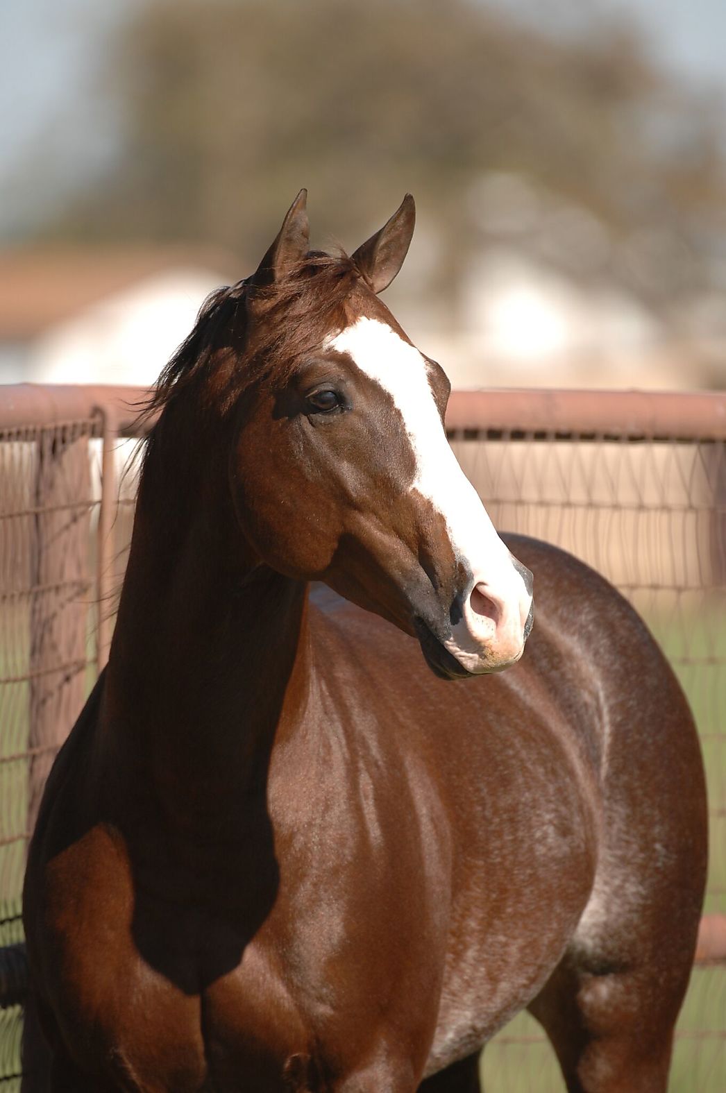 SMOOTH AS A CAT Cutting Horse Central