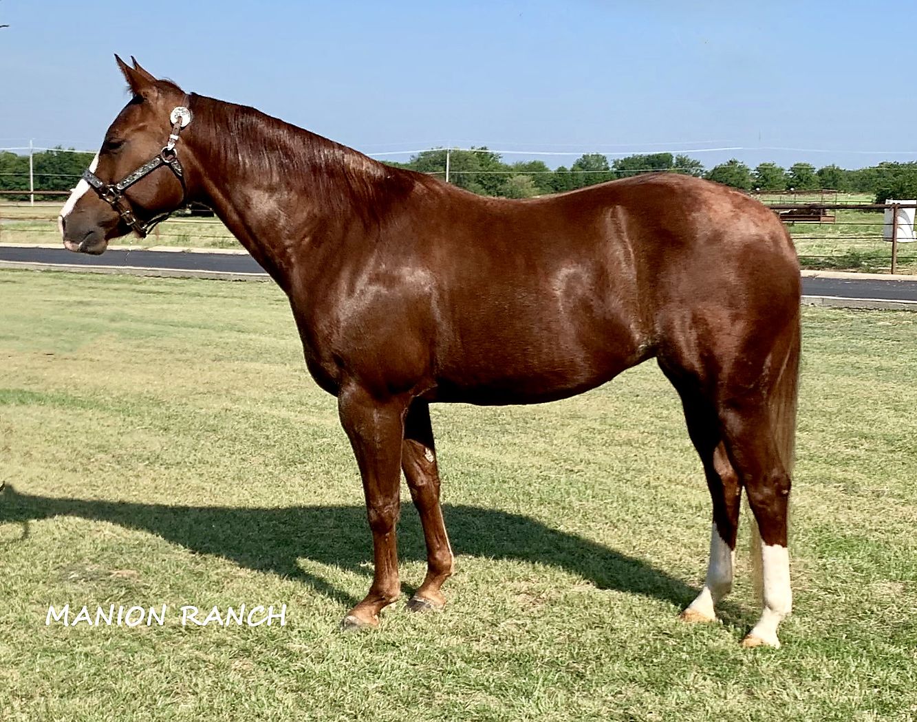 Smooth As Haley In Foal to Dual Smart Rey + Weanling : Cutting Horse ...