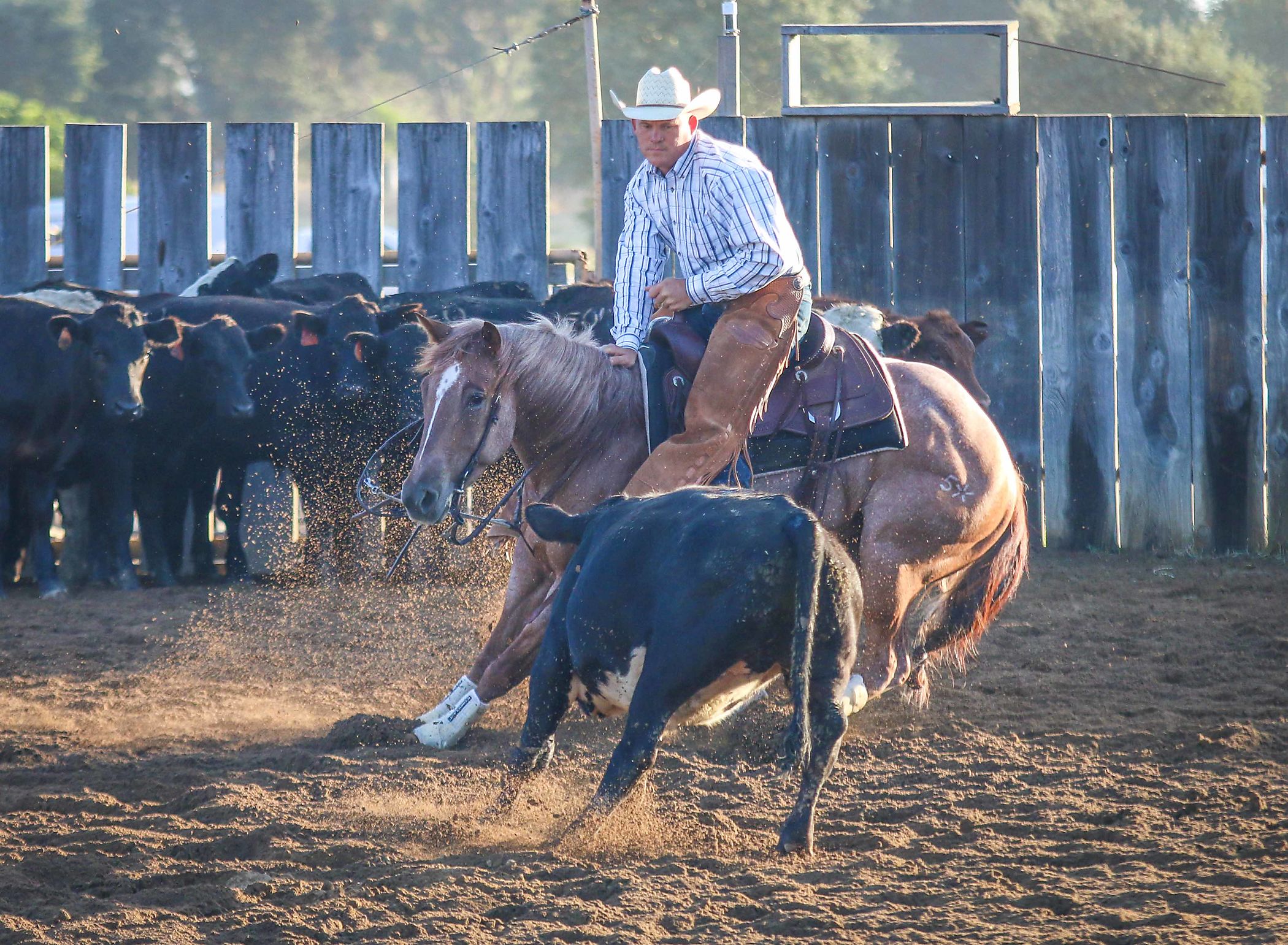 PRICE REDUCED Red Roan Mare by OIABB Cutting Horse Central