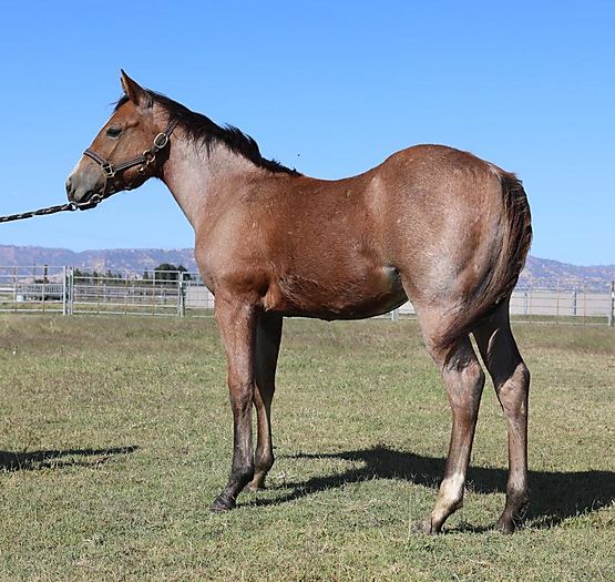 Top Bay Roan Gelding For Sale Cutting Horse Central